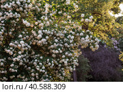 Decorative viburnum Buldenezh or Snow globe (Latin Viburnum opulus var sterile). Стоковое фото, фотограф Photojuli / Фотобанк Лори