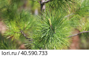 Pinus sibirica. Ветки и хвоя сосны сибирской кедровой в начале лета на севере Сибири. Стоковое видео, видеограф Григорий Писоцкий / Фотобанк Лори