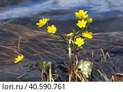 Caltha palustris. Калужница болотная на берегу во время цветения, Ямало-Ненецкий автономный округ. Стоковое фото, фотограф Григорий Писоцкий / Фотобанк Лори
