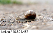 A snail on the road crawls over. Стоковое фото, фотограф Igor Skripachev / Фотобанк Лори
