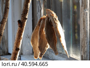 Рыба вялится на проволоке. Стоковое фото, фотограф Free Wind / Фотобанк Лори