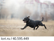 Собака породы Стаффбуль черного окраса в полете на осеннем поле. Стоковое фото, фотограф Писарев Александр Владимирович / Фотобанк Лори