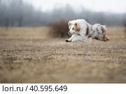 Собака в прыжке. Стоковое фото, фотограф Писарев Александр Владимирович / Фотобанк Лори