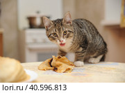 Kitten steals and eats pancakes on the table. Стоковое фото, фотограф Анна Кривицкая / Фотобанк Лори