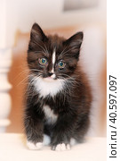 Funny black and white kitten. Стоковое фото, фотограф Анна Кривицкая / Фотобанк Лори
