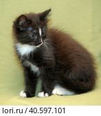 Funny black and white kitten. Стоковое фото, фотограф Анна Кривицкая / Фотобанк Лори