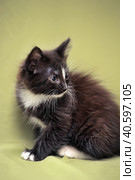 Funny black and white kitten. Стоковое фото, фотограф Анна Кривицкая / Фотобанк Лори