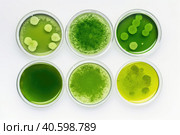 Algae, microalgae in petri dishes research in laboratories. biotechnology, science. Flat lay, top view. Macro. Biofuel research process in laboratory. Generative AI. Стоковое AI-изображение, AI-художник Ольга Ильина / Фотобанк Лори