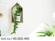 Marniera chrysocardium epiphyllum is a forest cactus on a shelf in the shape of a house on a white brick wall. Home potted plant in the interior. Стоковое фото, фотограф Ольга Симонова / Фотобанк Лори