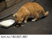 Homeless red cat eating on the street. Стоковое фото, фотограф Анна Кривицкая / Фотобанк Лори