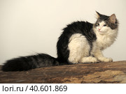 Norwegian forest cat on a tree. Стоковое фото, фотограф Анна Кривицкая / Фотобанк Лори