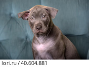 Thai gray ridgeback puppy. Стоковое фото, фотограф Анна Кривицкая / Фотобанк Лори