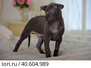 Gray Thai ridgeback puppy. Стоковое фото, фотограф Анна Кривицкая / Фотобанк Лори
