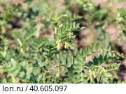 Chickpeas in garden with leaves. Chickpeas plant growing. Стоковое фото, фотограф Ольга Сейфутдинова / Фотобанк Лори