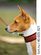 Typical Basenji dog in the spring garden. Стоковое фото, фотограф Анна Кривицкая / Фотобанк Лори