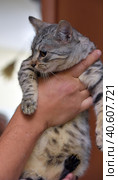Gray with stripes cat in hands. Стоковое фото, фотограф Анна Кривицкая / Фотобанк Лори