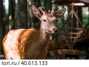 Portrait. A little fawn walks in a paddock on a ranch, on a private eco farm or in a contact zoo. Animal husbandry. Love for animals. Стоковое фото, фотограф Photojuli / Фотобанк Лори