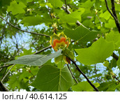Blooming liriodendron tulipifera tulip tree. Стоковое фото, фотограф Irina Opachevsky / Фотобанк Лори
