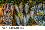 Various fish on the counter fish shop in Istanbul (2018 год). Редакционное фото, фотограф Анна Кривицкая / Фотобанк Лори