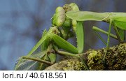Sexual cannibalism, Close-up portrait of large female green praying mantis eats the male after mating on tree branch covered with lichen. Transcaucasian tree mantis (Hierodula transcaucasica) Стоковое фото, фотограф Некрасов Андрей / Фотобанк Лори