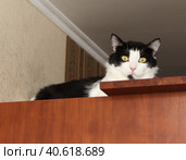 Кошка прячется на шкафу. Стоковое фото, фотограф Полина Колкова / Фотобанк Лори