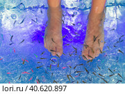 Fish Garra rufa in the aquarium treated feet. Стоковое фото, фотограф Виктория Подгорная / Фотобанк Лори