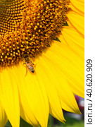 Sunflowers on the field ripen during the summer. Стоковое фото, фотограф Виктория Подгорная / Фотобанк Лори