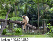 White-cheeked gibbon. Hylobates leucogenys. (2018 год). Стоковое фото, фотограф Анна Кривицкая / Фотобанк Лори