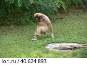 White-cheeked gibbon. Hylobates leucogenys. (2018 год). Стоковое фото, фотограф Анна Кривицкая / Фотобанк Лори