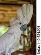 Sulphur Crested Cockatoo bird. Стоковое фото, фотограф Анна Кривицкая / Фотобанк Лори