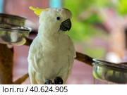 Sulphur Crested Cockatoo bird. Стоковое фото, фотограф Анна Кривицкая / Фотобанк Лори