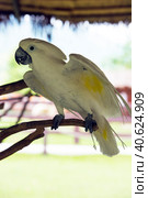 Sulphur Crested Cockatoo bird. Стоковое фото, фотограф Анна Кривицкая / Фотобанк Лори