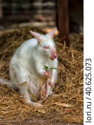 White kangaroo albino. Стоковое фото, фотограф Анна Кривицкая / Фотобанк Лори