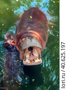 Hippopotamus  in water. Стоковое фото, фотограф Анна Кривицкая / Фотобанк Лори