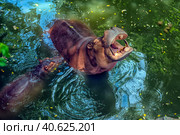Hippopotamus  in water. Стоковое фото, фотограф Анна Кривицкая / Фотобанк Лори