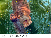 Hippopotamus  in water. Стоковое фото, фотограф Анна Кривицкая / Фотобанк Лори