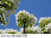 Ornamental plants close-up: blooming apple tree under the bright May sun. Vernal orchard branchlets: delicate snow-white flowers and fresh sunny-green foliage against a sky-blue, photo series (II) Стоковое фото, фотограф Анатолий Власов / Фотобанк Лори