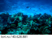 Coral reefs underwater. Стоковое фото, фотограф Анна Кривицкая / Фотобанк Лори