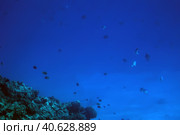 Coral reefs underwater. Стоковое фото, фотограф Анна Кривицкая / Фотобанк Лори
