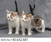 Three kittens against a gray background. Стоковое фото, фотограф Анна Кривицкая / Фотобанк Лори