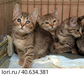 Homeless kittens in a cage. Стоковое фото, фотограф Анна Кривицкая / Фотобанк Лори