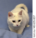 White albino cat. Стоковое фото, фотограф Анна Кривицкая / Фотобанк Лори