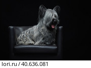 Собака сидит в кресле. Стоковое фото, фотограф Писарев Александр Владимирович / Фотобанк Лори