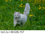 Белая ангорская кошка с разноцветными глазами на фоне зелёной травы. Стоковое фото, фотограф glokaya_kuzdra / Фотобанк Лори