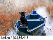 Собака стоит в лодке на реке. Стоковое фото, фотограф Писарев Александр Владимирович / Фотобанк Лори