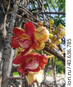 Sala flora or Shorea robusta flower on Cannonball (2019 год). Стоковое фото, фотограф Анна Кривицкая / Фотобанк Лори