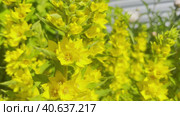 Branches of beautiful yellow flowers swing in the wind. The garden on the farm. Стоковое видео, видеограф Ярославский Максим / Фотобанк Лори
