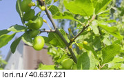 A plum branch with ripening fruits swings in the wind. The garden on the farm. Стоковое видео, видеограф Ярославский Максим / Фотобанк Лори