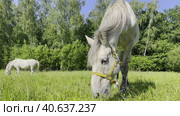 Two gray horses are walking in a meadow and grazing green grass. Life on a farm in summer. Стоковое видео, видеограф Ярославский Максим / Фотобанк Лори
