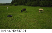 Three horses walk in the meadow and nibble the green grass Life on the farm in summer. Стоковое видео, видеограф Ярославский Максим / Фотобанк Лори